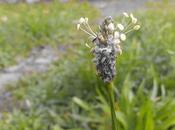 Androidografia Barakaldo CCCLIX. Natura XIII