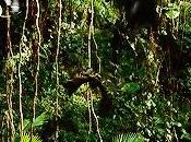 Trailer final Llamas