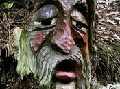 Retrato viejo bosque