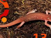 Caracteristicas Ubuntu 13.10 Saucy Salamander