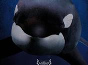 ‘blackfish’: orca cautiva, hombre asesino