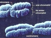 Cromosomas como portadores información genética