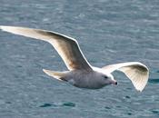 Larus hyperboreus-gavión hiperbòreo-glaucous gull