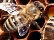 Crees resuelta desaparición abejas