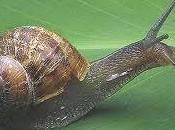 Deeesaaaceeeleeeraaandooo...