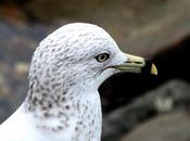 Larus delawarensis-gaviota delaware-ring billed gull