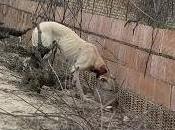 Galga cuello cortado, intentado ahorcar!!!