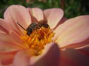 ¿Quieres abeja obrera?