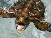 tortuga boba 'Aurora' consigue cruzar Atlántico