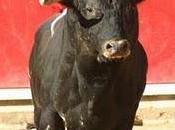 Toros