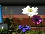 Recuerdas primer jardín?