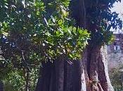 "Raices tronco" Ficus