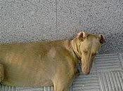 Galga Sevilla, urgente,