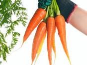 zanahorias riqueza nutricional.