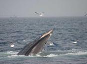 ballenas jorobadas también alimentadores fondo