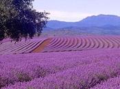 increíble aroma lavanda