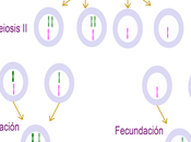 Tipos disyunción meiótica