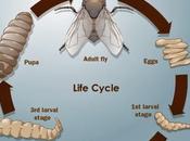 Introducción ciclos vida