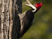 Carpintero garganta negra (Crimson-crested Woodpecker) Campephilus melanoleucos
