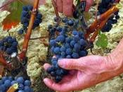 Vientos vendimia Rioja Alavesa