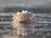 ¿Praderas flores hielo?