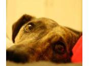 Glaucoma perros: síntomas tratamientos