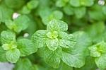 propiedades infusión menta poleo