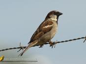 Gorrión (House Sparrow) Passer domesticus