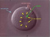 Blindaje óvulo después primera penetración