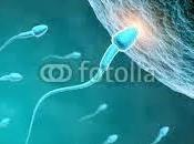 Contacto penetración espermatozoide óvulo