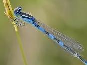 Coenagrion scitulum (Rambur, 1842)