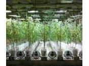 Despenalización marihuana Uruguay