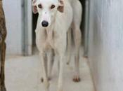 Ligero, espera perrera badajoz.