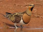 Gangas ortegas