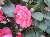 Camelias