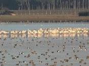 Buscando Grullas... Looking Cranes...