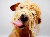 Diez consejos para cocinar comida perro