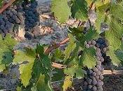 Testun barolo