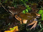 machos compiten entre ellos tienen mejor esperma