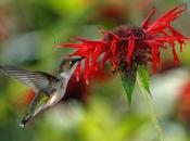 Cómo optimizar blog Google Hummingbird