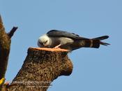 Milano plomizo (Plumbeous kite) Ictinia plumbea