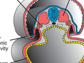 Mesodermo intermedio