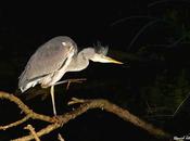 factor suerte garza real posó para