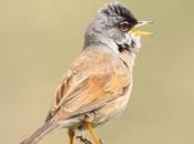 Sylvia conspicillata-curruca tomillera-spectacled warbler