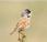 Sylvia conspicillata-curruca tomillera-spectacled warbler