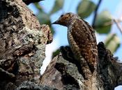 Torcecuello-jynx torquilla-wryneck