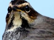 Ruiseñor pechiazul-luscinia svecica-bluethroat