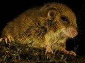 síndrome fatiga crónica puede provocarlo virus ratón