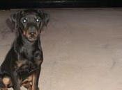 SOS, cachorro cruce pinscher abandonado, Badajoz