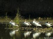 Tarros blancos limícolas migración
